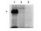 PBIP1 antibody, TA319503, Origene, Western Blot image 