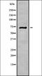 Acyl-CoA Thioesterase 9 antibody, orb337953, Biorbyt, Western Blot image 