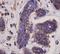 Histone Cluster 3 H3 antibody, orb153934, Biorbyt, Immunohistochemistry paraffin image 