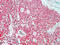 S100 Calcium Binding Protein A1 antibody, MBS438258, MyBioSource, Immunohistochemistry paraffin image 