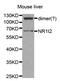 Nuclear Receptor Subfamily 1 Group I Member 2 antibody, PA5-76628, Invitrogen Antibodies, Western Blot image 