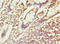 Charged Multivesicular Body Protein 4B antibody, orb40701, Biorbyt, Immunohistochemistry paraffin image 