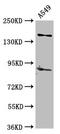 AF4/FMR2 Family Member 2 antibody, LS-C670175, Lifespan Biosciences, Western Blot image 