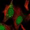 Inositol Monophosphatase 2 antibody, HPA029561, Atlas Antibodies, Immunofluorescence image 