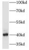 Microtubule-associated protein RP/EB family member 2 antibody, FNab05002, FineTest, Western Blot image 