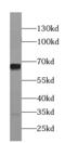 Negative Elongation Factor Complex Member B antibody, FNab05657, FineTest, Western Blot image 