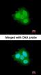 FKBP Prolyl Isomerase 4 antibody, orb73880, Biorbyt, Immunofluorescence image 