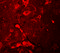 Amyloid Beta Precursor Protein Binding Family A Member 2 antibody, 6039, ProSci, Immunofluorescence image 