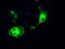 Interferon Regulatory Factor 3 antibody, TA500520, Origene, Immunofluorescence image 