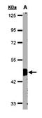 Flotillin 2 antibody, orb69873, Biorbyt, Western Blot image 