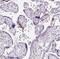 Claudin 25 antibody, NBP2-30808, Novus Biologicals, Immunohistochemistry paraffin image 