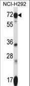Solute Carrier Family 41 Member 2 antibody, LS-C161249, Lifespan Biosciences, Western Blot image 