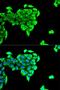 BAI1 Associated Protein 2 antibody, LS-C333991, Lifespan Biosciences, Immunofluorescence image 