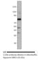 Protein Kinase CGMP-Dependent 1 antibody, MBS540144, MyBioSource, Western Blot image 