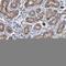 Zinc Finger Protein 419 antibody, HPA003274, Atlas Antibodies, Immunohistochemistry paraffin image 