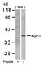 Myogenic Differentiation 1 antibody, orb14530, Biorbyt, Western Blot image 