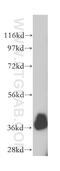 Paraoxonase 2 antibody, 14379-1-AP, Proteintech Group, Western Blot image 