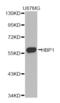 HMG box-containing protein 1 antibody, abx003484, Abbexa, Western Blot image 