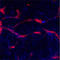 EK8 antibody, LS-C100259, Lifespan Biosciences, Immunofluorescence image 
