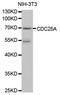 Cell Division Cycle 25A antibody, STJ111042, St John