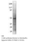STE20-related kinase adapter protein alpha antibody, MBS540419, MyBioSource, Western Blot image 