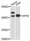 AIFM2 antibody, abx125507, Abbexa, Western Blot image 