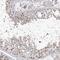 Cell Division Cycle Associated 8 antibody, NBP1-89950, Novus Biologicals, Immunohistochemistry frozen image 
