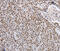 THO Complex 7 antibody, MBS2516593, MyBioSource, Immunohistochemistry paraffin image 