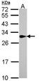 Sepiapterin Reductase antibody, LS-C186315, Lifespan Biosciences, Western Blot image 
