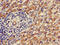 Aldehyde Dehydrogenase 9 Family Member A1 antibody, LS-C498365, Lifespan Biosciences, Immunohistochemistry frozen image 
