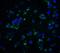 Killer cell immunoglobulin-like receptor 2DS2 antibody, 8201, ProSci, Immunofluorescence image 