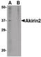 Akirin-2 antibody, PA5-20607, Invitrogen Antibodies, Western Blot image 