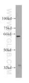 Serine/threonine-protein kinase PAK 6 antibody, 13539-1-AP, Proteintech Group, Western Blot image 