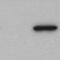 FLAG antibody, ET-DY100, Aves Labs, Western Blot image 
