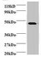Canopy FGF Signaling Regulator 2 antibody, MBS719439, MyBioSource, Western Blot image 