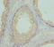 F-Box Protein 7 antibody, orb40911, Biorbyt, Immunohistochemistry paraffin image 
