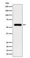 Sulfite oxidase, mitochondrial antibody, M05838-1, Boster Biological Technology, Western Blot image 