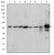 Erk1 antibody, GTX60492, GeneTex, Western Blot image 