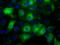 UPF0663 transmembrane protein C17orf28 antibody, TA501372, Origene, Immunofluorescence image 