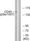 CD45 antibody, LS-C198766, Lifespan Biosciences, Western Blot image 