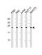 Proteasome Subunit Beta 3 antibody, PA5-72268, Invitrogen Antibodies, Western Blot image 