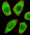 STE20 Related Adaptor Alpha antibody, A01112-2, Boster Biological Technology, Immunofluorescence image 