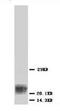 BAX antibody, AP23289PU-N, Origene, Western Blot image 