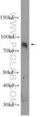 SH3 Domain Containing Kinase Binding Protein 1 antibody, 12132-1-AP, Proteintech Group, Western Blot image 