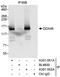 DEAD-Box Helicase 46 antibody, A301-051A, Bethyl Labs, Immunoprecipitation image 
