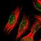 Mgl2 antibody, HPA011993, Atlas Antibodies, Immunofluorescence image 