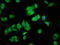 Filamin A Interacting Protein 1 Like antibody, LS-C377627, Lifespan Biosciences, Immunofluorescence image 