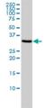 Translocase Of Outer Mitochondrial Membrane 34 antibody, H00010953-M01, Novus Biologicals, Western Blot image 
