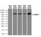 LEM Domain Containing 3 antibody, MA5-25021, Invitrogen Antibodies, Western Blot image 