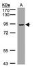 LDL Receptor Related Protein 12 antibody, orb74246, Biorbyt, Western Blot image 